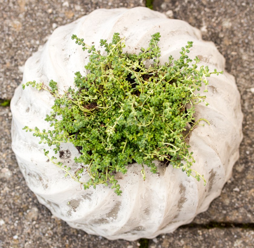 20161120-img_5525-010