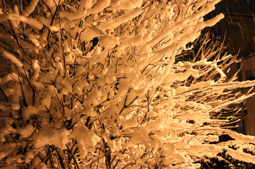 20180120-IMG_6237-003