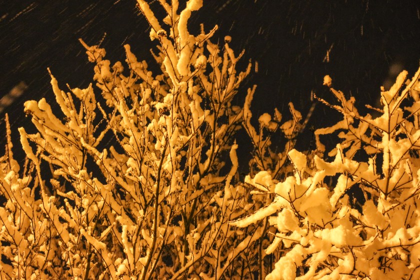 20180120-IMG_6242-008