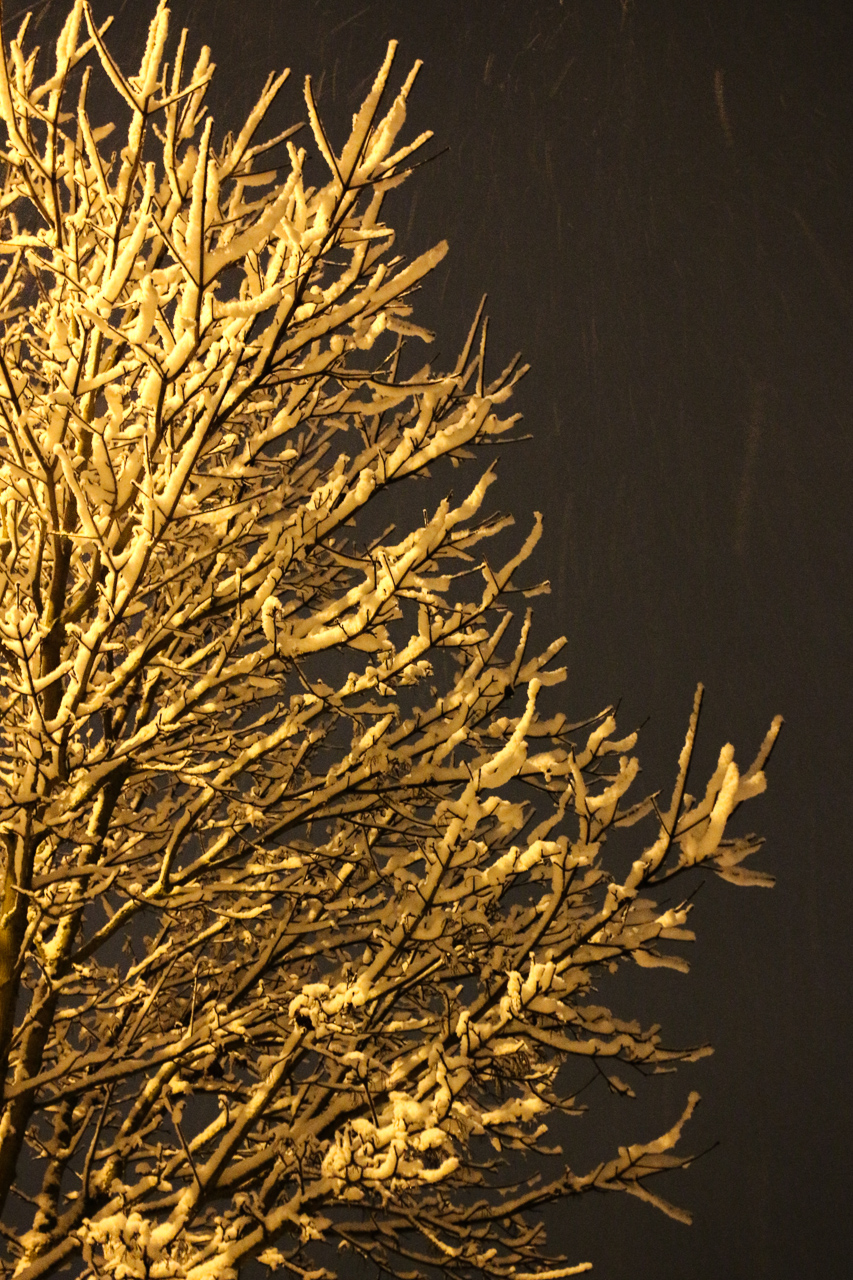 20180120-IMG_6245-010