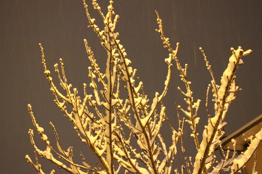 20180120-IMG_6246-011